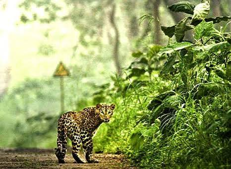 Binsar Wildlife Sanctuary - Places to Visit in Almora - Gola Holidays - Slide 1
